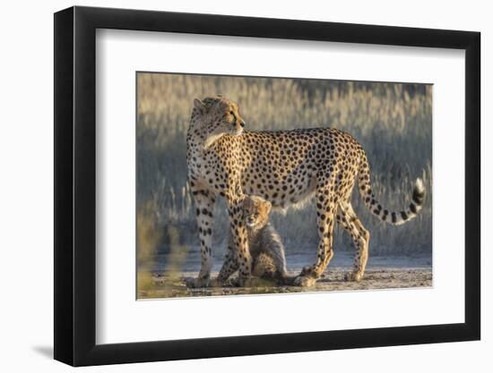 Cheetah (Acinonyx jubatus) with cub, Kgalagadi Transfrontier Park, Northern Cape, South Africa, Afr-Ann and Steve Toon-Framed Photographic Print