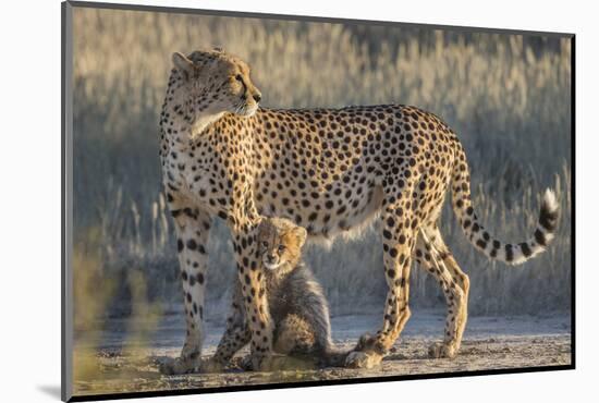 Cheetah (Acinonyx jubatus) with cub, Kgalagadi Transfrontier Park, Northern Cape, South Africa, Afr-Ann and Steve Toon-Mounted Photographic Print