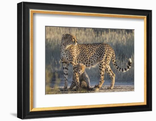 Cheetah (Acinonyx jubatus) with cub, Kgalagadi Transfrontier Park, Northern Cape, South Africa, Afr-Ann and Steve Toon-Framed Photographic Print