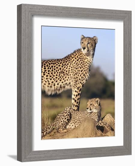 Cheetah (Acinonyx Jubatus) with Cub, Phinda Private Game Reserve, Kwazulu Natal, South Africa-Ann & Steve Toon-Framed Photographic Print