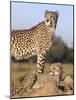 Cheetah (Acinonyx Jubatus) with Cub, Phinda Private Game Reserve, Kwazulu Natal, South Africa-Ann & Steve Toon-Mounted Photographic Print
