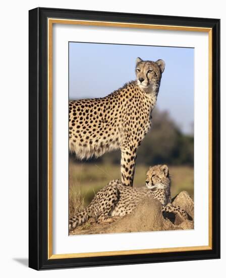 Cheetah (Acinonyx Jubatus) with Cub, Phinda Private Game Reserve, Kwazulu Natal, South Africa-Ann & Steve Toon-Framed Photographic Print