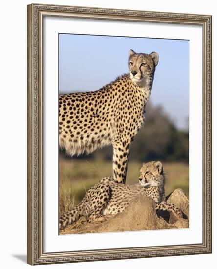 Cheetah (Acinonyx Jubatus) with Cub, Phinda Private Game Reserve, Kwazulu Natal, South Africa-Ann & Steve Toon-Framed Photographic Print