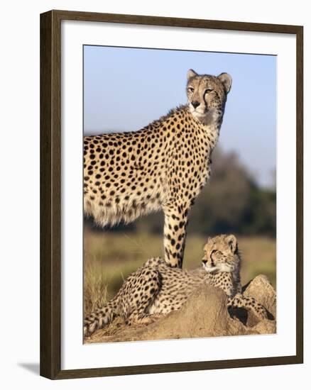 Cheetah (Acinonyx Jubatus) with Cub, Phinda Private Game Reserve, Kwazulu Natal, South Africa-Ann & Steve Toon-Framed Photographic Print