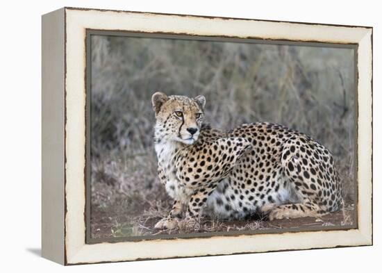 Cheetah (Acinonyx jubatus), Zimanga private game reserve, KwaZulu-Natal-Ann and Steve Toon-Framed Premier Image Canvas