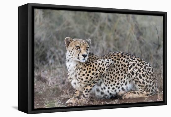 Cheetah (Acinonyx jubatus), Zimanga private game reserve, KwaZulu-Natal-Ann and Steve Toon-Framed Premier Image Canvas