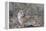 Cheetah (Acinonyx jubatus), Zimanga private game reserve, KwaZulu-Natal-Ann and Steve Toon-Framed Premier Image Canvas