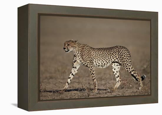 Cheetah (Acinonyx Jubatus)-James Hager-Framed Premier Image Canvas