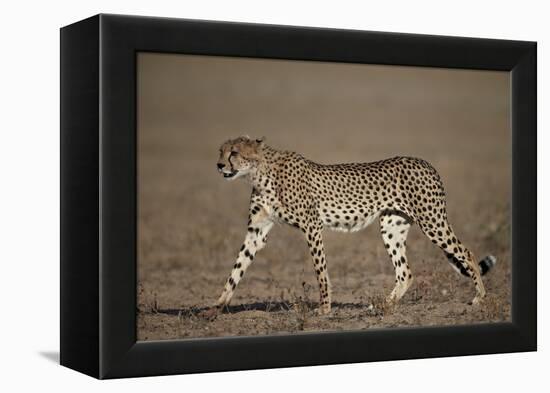 Cheetah (Acinonyx Jubatus)-James Hager-Framed Premier Image Canvas