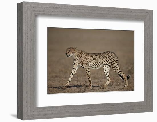 Cheetah (Acinonyx Jubatus)-James Hager-Framed Photographic Print