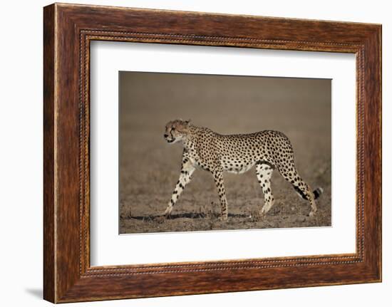 Cheetah (Acinonyx Jubatus)-James Hager-Framed Photographic Print