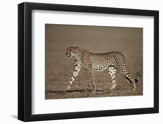 Cheetah (Acinonyx Jubatus)-James Hager-Framed Photographic Print