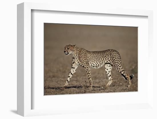 Cheetah (Acinonyx Jubatus)-James Hager-Framed Photographic Print