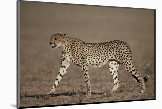 Cheetah (Acinonyx Jubatus)-James Hager-Mounted Photographic Print