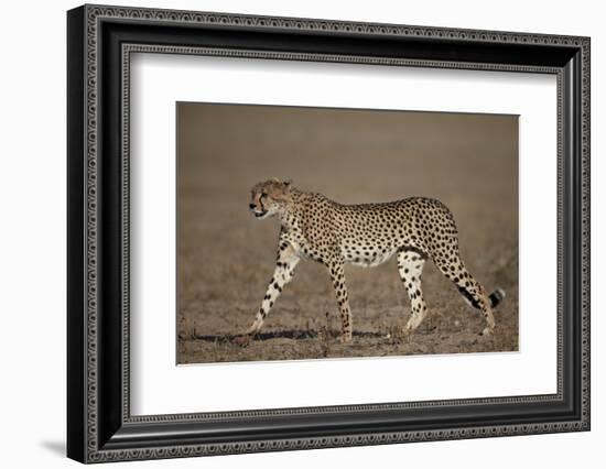 Cheetah (Acinonyx Jubatus)-James Hager-Framed Photographic Print