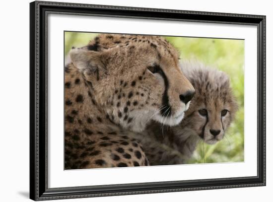 Cheetah (Acynonix Jubatus) and Cub, Masai Mara National Reserve, Kenya, East Africa, Africa-Sergio Pitamitz-Framed Photographic Print