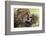 Cheetah (Acynonix Jubatus) and Cub, Masai Mara National Reserve, Kenya, East Africa, Africa-Sergio Pitamitz-Framed Photographic Print