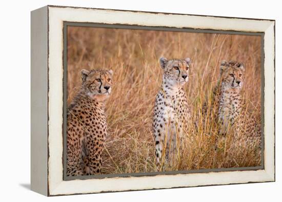 Cheetah Alpine Glow-Jeffrey C. Sink-Framed Premier Image Canvas