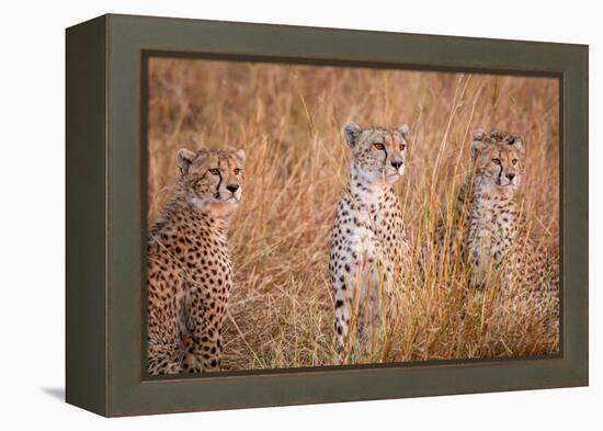 Cheetah Alpine Glow-Jeffrey C. Sink-Framed Premier Image Canvas