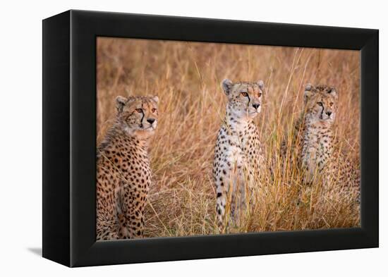 Cheetah Alpine Glow-Jeffrey C. Sink-Framed Premier Image Canvas