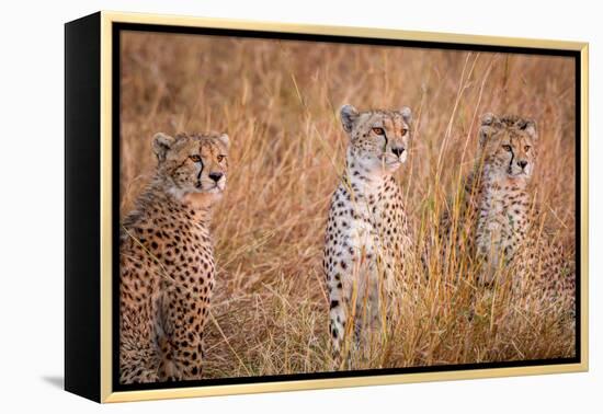 Cheetah Alpine Glow-Jeffrey C. Sink-Framed Premier Image Canvas