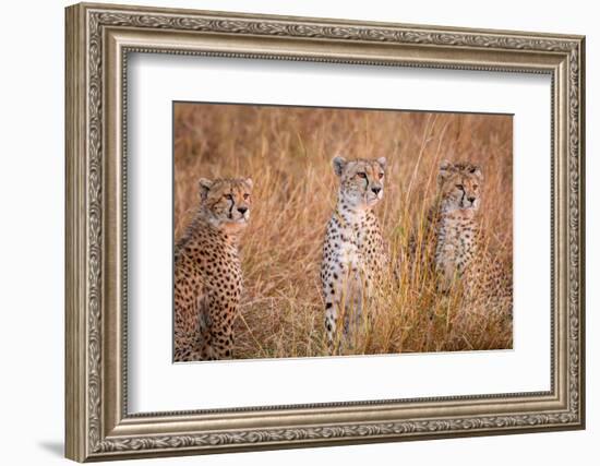 Cheetah Alpine Glow-Jeffrey C. Sink-Framed Photographic Print