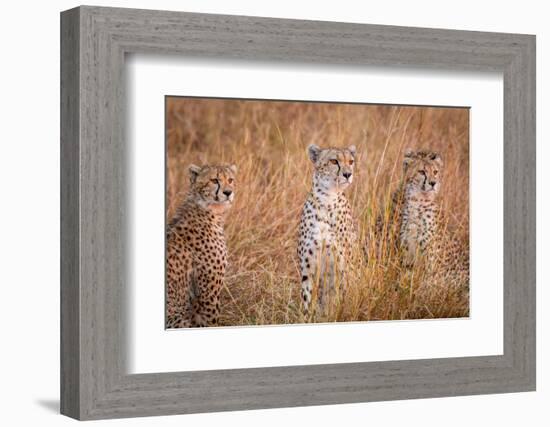 Cheetah Alpine Glow-Jeffrey C. Sink-Framed Photographic Print