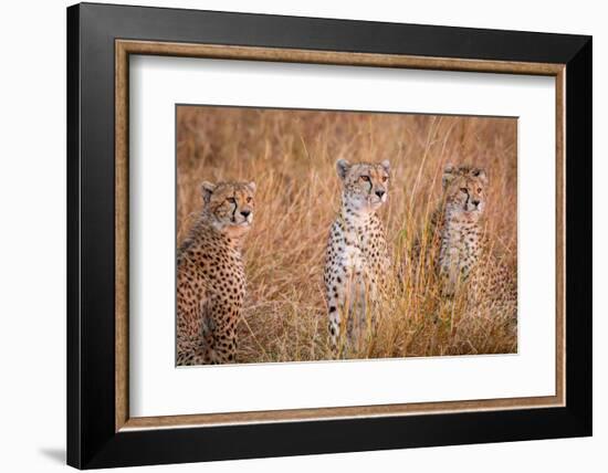 Cheetah Alpine Glow-Jeffrey C. Sink-Framed Photographic Print