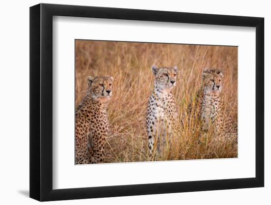 Cheetah Alpine Glow-Jeffrey C. Sink-Framed Photographic Print