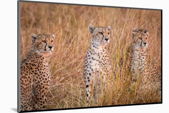 Cheetah Alpine Glow-Jeffrey C. Sink-Mounted Photographic Print