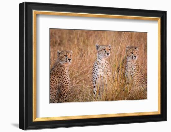 Cheetah Alpine Glow-Jeffrey C. Sink-Framed Photographic Print