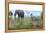 Cheetah and African elephant , Kruger Nat'l Park, South Africa, Africa-Christian Kober-Framed Premier Image Canvas