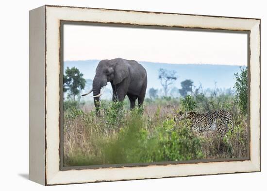 Cheetah and African elephant , Kruger Nat'l Park, South Africa, Africa-Christian Kober-Framed Premier Image Canvas