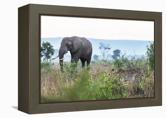 Cheetah and African elephant , Kruger Nat'l Park, South Africa, Africa-Christian Kober-Framed Premier Image Canvas