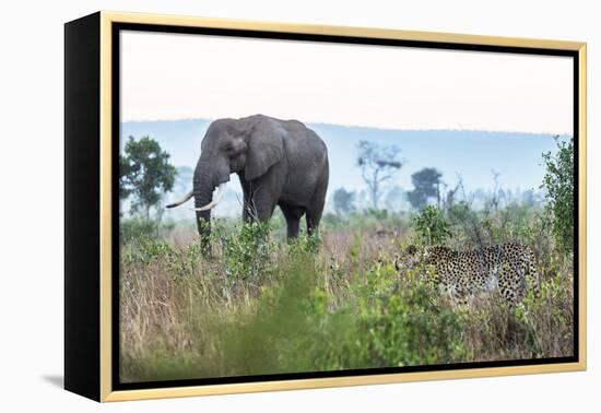 Cheetah and African elephant , Kruger Nat'l Park, South Africa, Africa-Christian Kober-Framed Premier Image Canvas