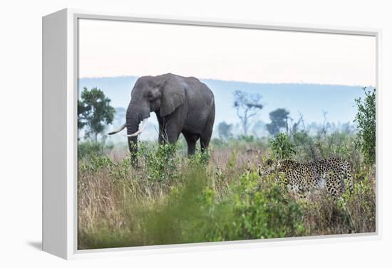 Cheetah and African elephant , Kruger Nat'l Park, South Africa, Africa-Christian Kober-Framed Premier Image Canvas