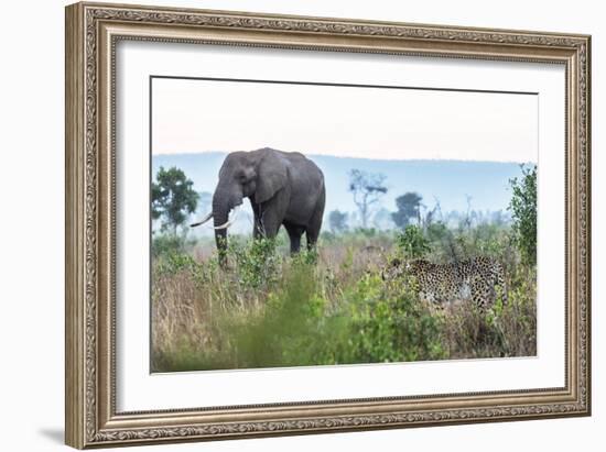 Cheetah and African elephant , Kruger Nat'l Park, South Africa, Africa-Christian Kober-Framed Photographic Print