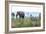 Cheetah and African elephant , Kruger Nat'l Park, South Africa, Africa-Christian Kober-Framed Photographic Print