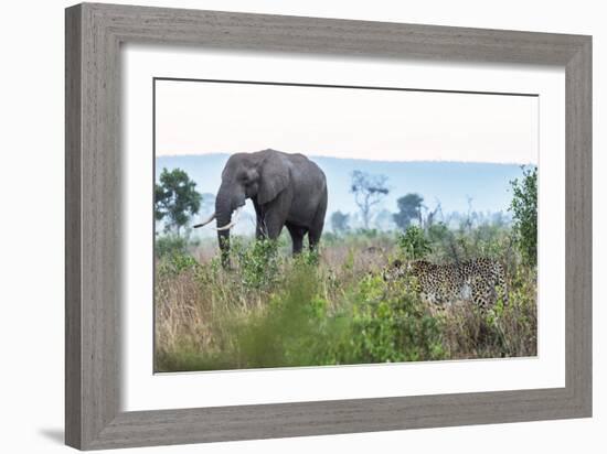 Cheetah and African elephant , Kruger Nat'l Park, South Africa, Africa-Christian Kober-Framed Photographic Print