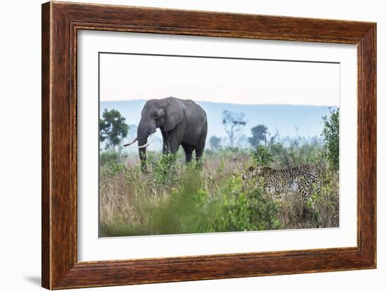 Cheetah and African elephant , Kruger Nat'l Park, South Africa, Africa-Christian Kober-Framed Photographic Print