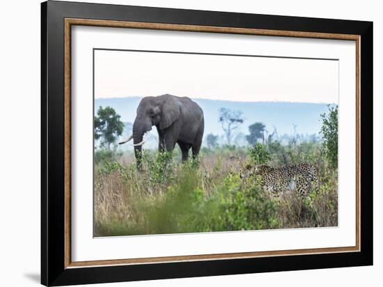 Cheetah and African elephant , Kruger Nat'l Park, South Africa, Africa-Christian Kober-Framed Photographic Print