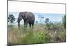 Cheetah and African elephant , Kruger Nat'l Park, South Africa, Africa-Christian Kober-Mounted Photographic Print