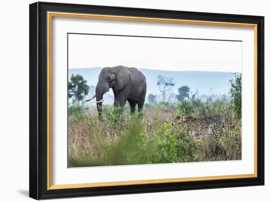 Cheetah and African elephant , Kruger Nat'l Park, South Africa, Africa-Christian Kober-Framed Photographic Print