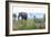 Cheetah and African elephant , Kruger Nat'l Park, South Africa, Africa-Christian Kober-Framed Photographic Print