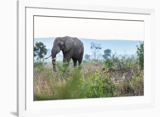 Cheetah and African elephant , Kruger Nat'l Park, South Africa, Africa-Christian Kober-Framed Photographic Print