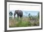 Cheetah and African elephant , Kruger Nat'l Park, South Africa, Africa-Christian Kober-Framed Photographic Print