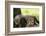 Cheetah and Cub, Masai Mara, Kenya-Sergio Pitamitz-Framed Photographic Print