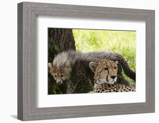 Cheetah and Cub, Masai Mara, Kenya-Sergio Pitamitz-Framed Photographic Print