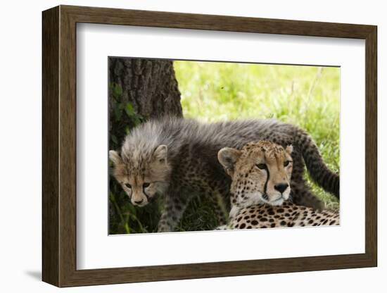 Cheetah and Cub, Masai Mara, Kenya-Sergio Pitamitz-Framed Photographic Print