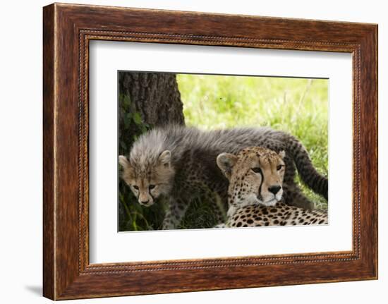 Cheetah and Cub, Masai Mara, Kenya-Sergio Pitamitz-Framed Photographic Print